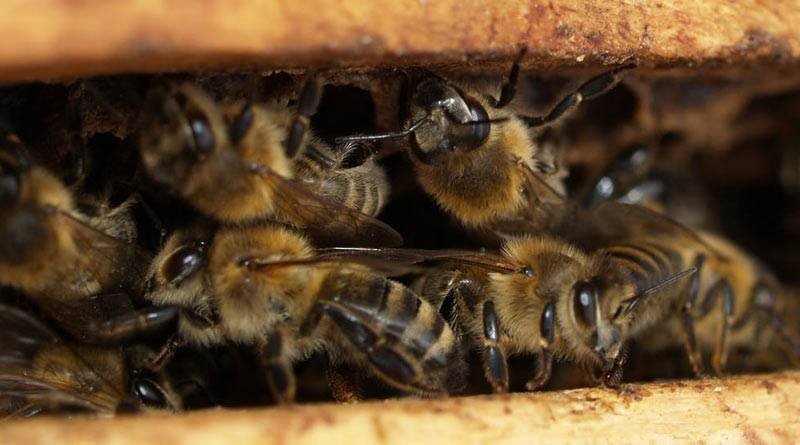 Jovem de 26 anos morre vitimado por ataque de abelhas no interior de São Luiz Gonzaga