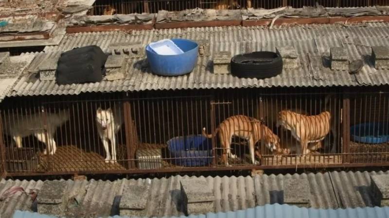 Coreia do Sul aprova lei que proíbe a produção e o comércio de carne de cachorro