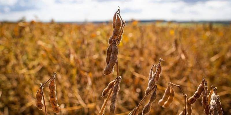 Governo indica safra de 140 milhões de toneladas para a soja em 2024