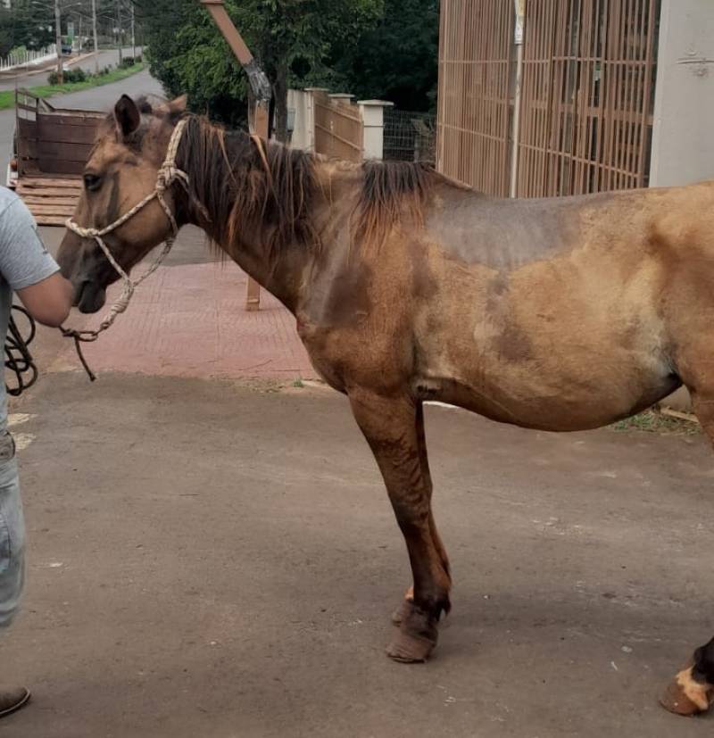 Cavalo é resgatado após denúncia de maus tratos, em Santo Ângelo