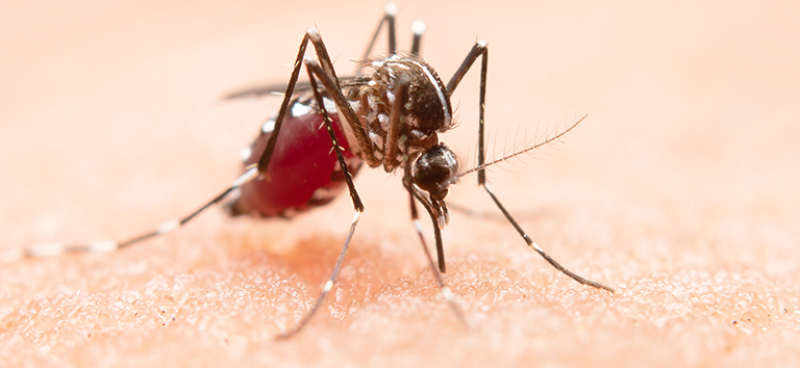 Morte por dengue é registrada em Santo Ângelo