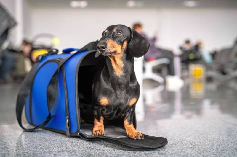 Governo federal cria comissão para alterar regras do transporte aéreo de pets em 30 dias