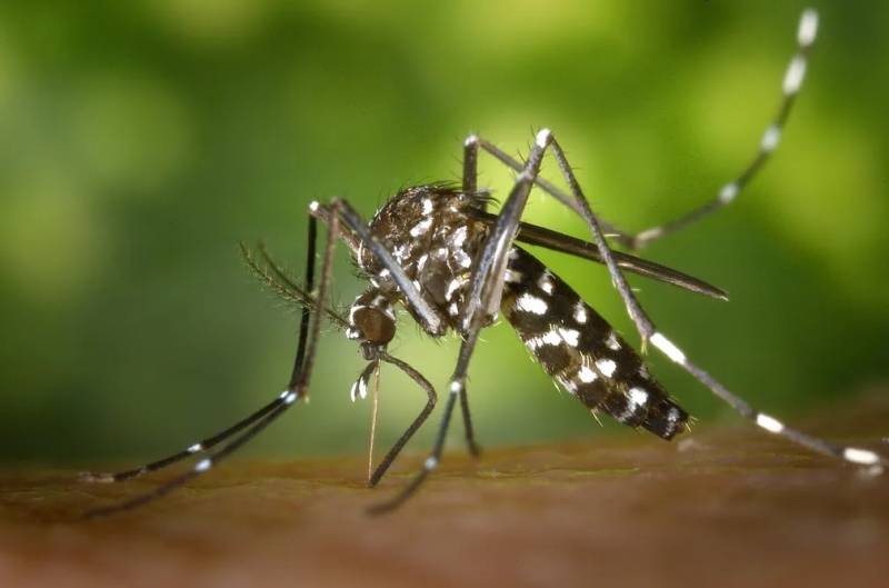 Exames de casos suspeitos de chikungunya deram negativo