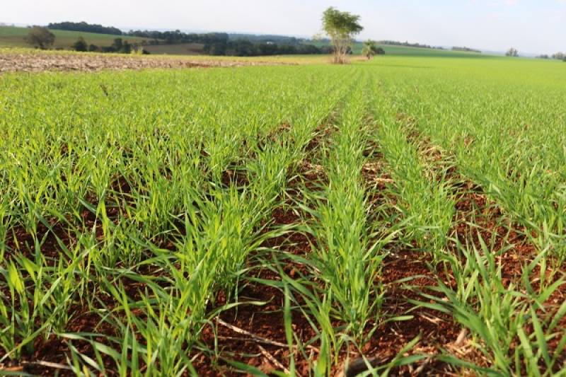 Condições climáticas variáveis dificultam plantio do trigo no RS