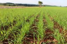 Condições climáticas variáveis dificultam plantio do trigo no RS