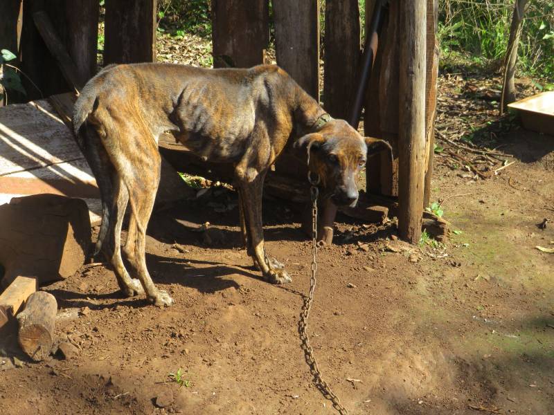 Brigada Militar efetuou Operação Força Verde  em combate aos maus tratos aos animais 