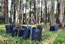 Distrito Sossego recebe plantio de 40 mudas de árvores nativas