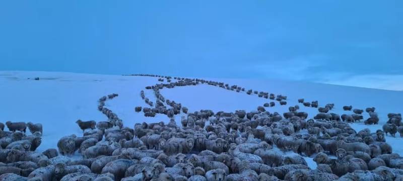 Frio extremo na Patagônia argentina congela animais