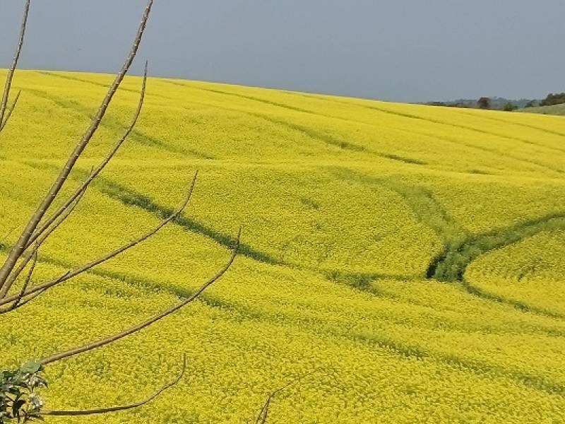 Geadas não devem provocar impactos significativos nas culturas de inverno