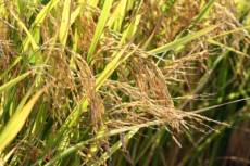 Conab prevê novo aumento nas áreas de arroz e feijão