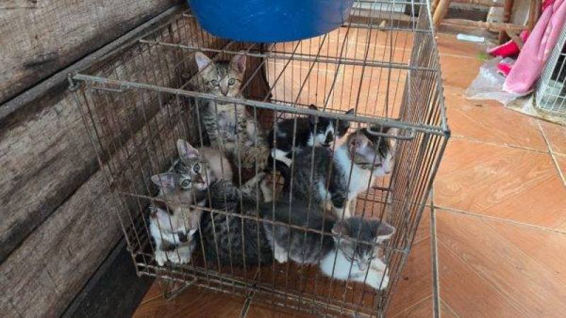 Mulher é presa por maus-tratos a cães e gatos em Santo Ângelo