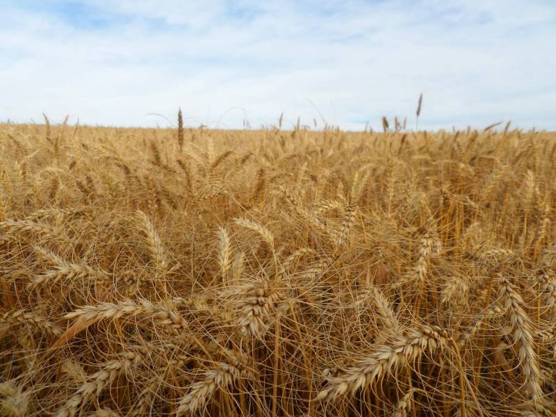 Conab orienta produtores gaúchos de trigo para acesso às operações de Aquisição do Governo Federal